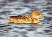 yellow billed teal